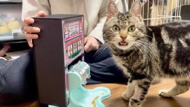 餌が出てくるスロットマシーンを猫にプレイさせるとこうなります【ちょりちゃみチャンネル】