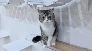 掃除機かけ始めると一目散に避難するもちが可愛すぎます笑【もちまる日記】