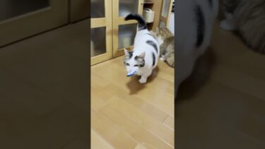 犯人は現場に戻る【ひのき猫】