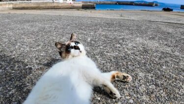 猫島の港を歩くと付いてくる猫ちゃん、最初はタヌキみたいな猫で途中から黒白猫に交代【感動猫動画】