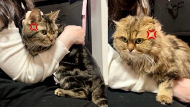 初めて妹に抱かれた2匹の猫がこうなりました【ちょりちゃみチャンネル】