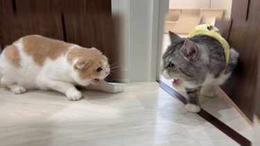退院したもちと久しぶりに再会したはなちゃんがこうなっちゃいました。。【もちまる日記】