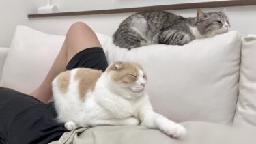 ソファーでゴロゴロしてると集まってくる甘えんぼ猫たちが可愛すぎます笑【もちまる日記】