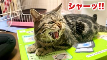 愛猫のため全力で尽くしたのに入院のストレスをブチ撒かれました【ちょりちゃみチャンネル】