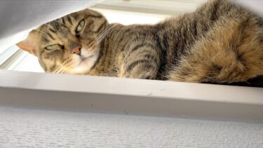 猫たちに見つかったら即終了【てん動画】