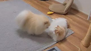飼い主がいない間、猫と犬がこっそりしてることが可愛すぎました！【猫のレモンちゃんねる】