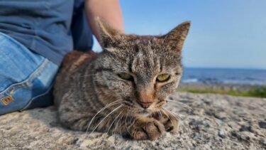 猫島で防波堤に座ると猫がトコトコ歩いてきて隣に座ってきた【感動猫動画】