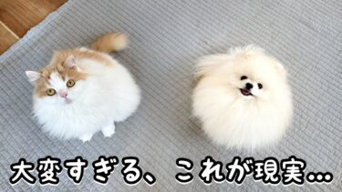 一人暮らしで猫と犬がいる生活が大変すぎるけど、最終的には幸せな一日！【猫のレモンちゃんねる】
