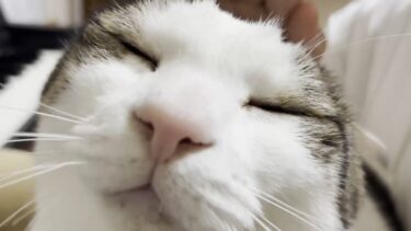 今、一推しの娘の膝の上でピアノを聴きながらくつろぐ猫【ひのき猫】