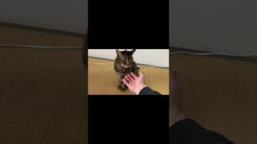 凶暴猫をお触りしてみた【てん動画】