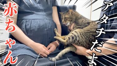 赤ちゃんに猫の声を聞かせてあげたら…【てん動画】