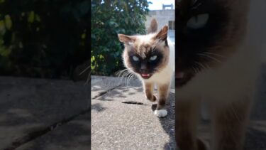 猫島で路地裏の坂道を上って行くとタヌキみたいな猫が付いてきた #ImpressedCatVideo #catisland #猫【感動猫動画】