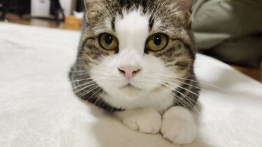 「オデコ、ゴロンして」お願いすると叶えてくれる猫【ひのき猫】
