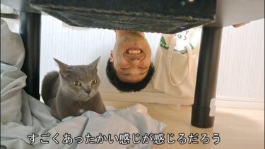 こたつの妖精【kokesukepapa】