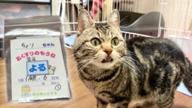 猫を騙して薬を飲ませようとしたらバレてこんな顔をされてしまいました【ちょりちゃみチャンネル】