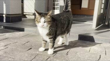 お父さんとご機嫌でお喋りする猫【ひのき猫】