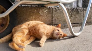路地裏で神社猫ちゃんに会ったので一緒に神社に行ってきた【感動猫動画】