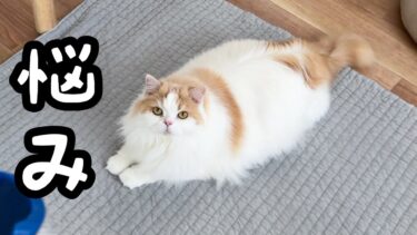 愛猫についてノイローゼになるくらい悩んだことがありました…！【猫のレモンちゃんねる】