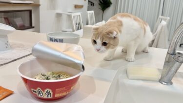なぜかカップラーメンが怖くてたまらないはなちゃんが可愛すぎたw【もちまる日記】