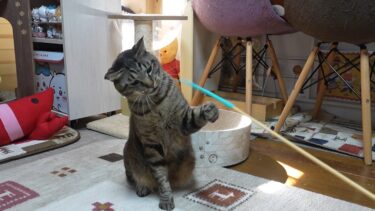 おもちゃにブチギレる猫☆ねずみのしっぽに高速パンチするガーちゃん【リキちゃんねる　猫動画】 キジトラ 猫のいる暮らし