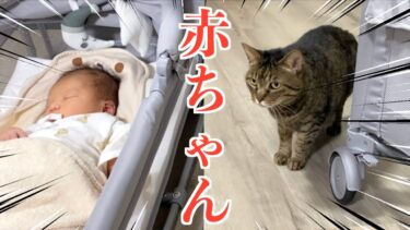 猫が初めて赤ちゃんを見たときの反応…【てん動画】