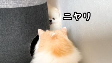 猫と犬の独特な遊び方がかわいすぎるので見てほしい（笑）【猫のレモンちゃんねる】
