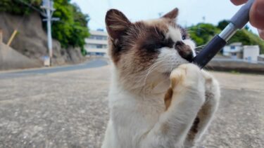 ちゅーるをあげたら…三毛猫の前に現れた“タヌキ猫”が衝撃すぎた！【感動猫動画】