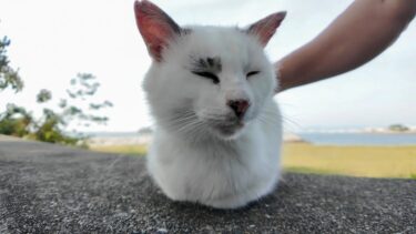 防波堤の上に座っていた野良猫を撫でるとゴロゴロ言って喜んだ【感動猫動画】