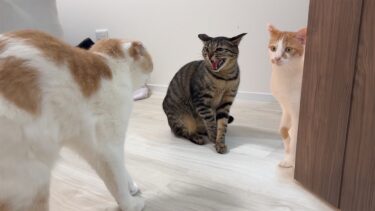 久しぶりに大好きな実家の猫たちと対面したらまさかのこうなっちゃいました…【もちまる日記】