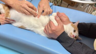 生まれて初めての健康診断なのに猫がお利口すぎてまさかのこうなってました…【もちまる日記】