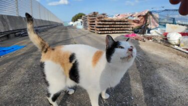漁港に行くとハートマークの三毛猫ちゃんがモフられにきた【感動猫動画】
