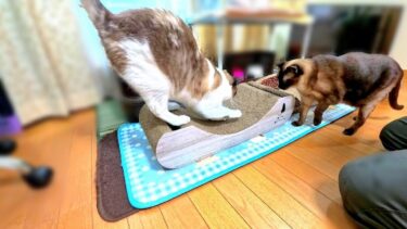 新しい爪磨ぎを開封したら早速磨ぎ始めた猫の気合いの入れ方が面白い😁【CuteWoo】