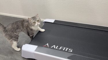 ウォーキングしたくて待ってる元気なもちが可愛すぎます笑【もちまる日記】