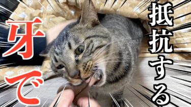猫にバレずに爪切りをしようとした結果…【てん動画】
