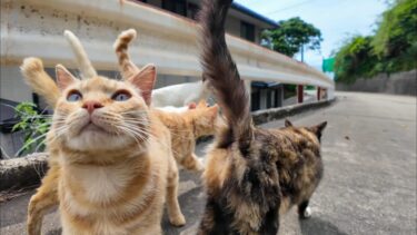 山道で出会った猫たちが全員ついてきた結果…まさかの大集会に！【感動猫動画】