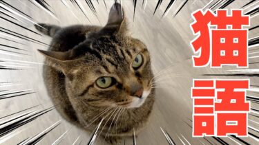 イカ耳の凶暴猫に猫語を使って会話した結果…【てん動画】