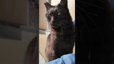 神社の黒猫ちゃんは喉を撫でられるのが好き#ImpressedCatVideo #catisland #猫【感動猫動画】
