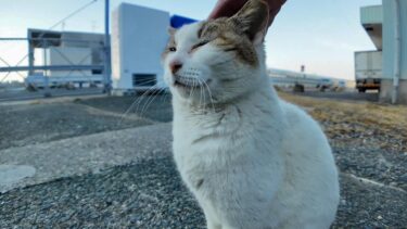 漁港にいたよく喋る猫ちゃん、ナデナデすると喜んで何度も催促してきてカワイイ【感動猫動画】