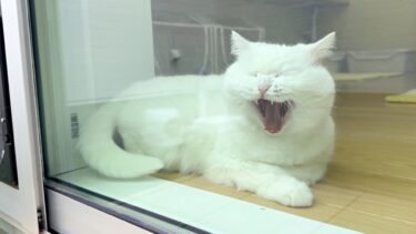 外から猫をこっそり見ていたら…気付いた猫の反応が可愛すぎた！笑【ポムさんとしまちゃん / ねこべや】