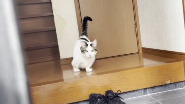 爪切りに出かける猫をお見送り、お出迎えする豆大福【ひのき猫】