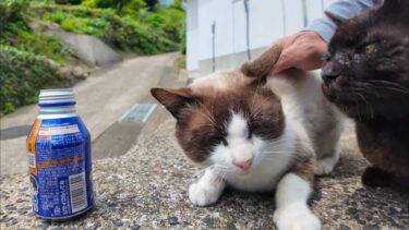 猫島中を歩き回って疲れたので自販機でコーヒー買って休憩した【感動猫動画】