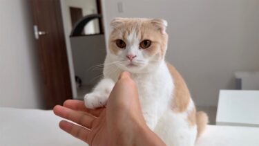 お散歩に連れて行ってほしい猫たちのモーニングコールが可愛すぎたw【もちまる日記】