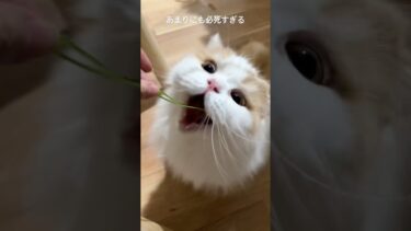 必死すぎる猫がかわいい  #cat #癒し【猫のレモンちゃんねる】