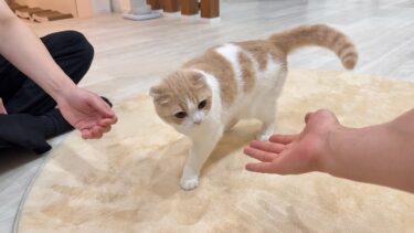 甘えんぼ猫は飼い主と大好きな友達のどっちを選ぶか検証したらまさかの結果に…【もちまる日記】