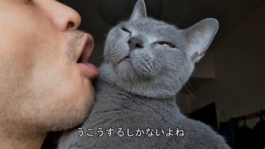 狂暴猫にキッスを試みる【kokesukepapa】