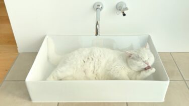 猫、洗面器に住み始めました。【ポムさんとしまちゃん / ねこべや】
