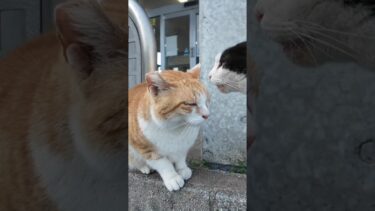 港の猫たち何か会話しています  #ImpressedCatVideo #catisland #猫【感動猫動画】