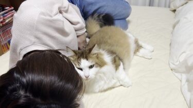 お母さんが洗濯物をたたみ終わるのが待ち遠しい猫【ひのき猫】