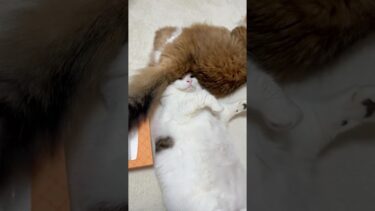ちょっと、毛深いんですけどぉ〜【ひのき猫】