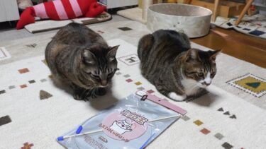 ちょっと変わった形のおもちゃを見た時の猫たちの反応は？ニョロ玉VSガーちゃん・ゴマちゃん　【リキちゃんねる　猫動画】 キジトラ 猫のいる暮らし